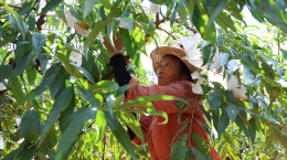 图片新闻 | 衡山：菁香桃采摘正当时