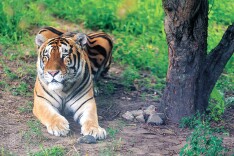 科普 | 虎啸山林 和谐共生