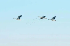 17部门联合开展护鸟专项行动