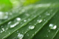 青声说节气丨白露：一夕清露，秋意漫了人间