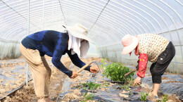 图片新闻 | 衡山：秋延辣椒忙栽种，订单农业稳销路