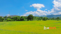 视频丨中方县泸阳村：风吹古树枝 香漫稻浪间