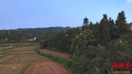 生态画卷入眼来！成群白鹭驻足坨院街道犁头园村