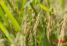 溪口镇：机械化收割 奏响水稻丰收序曲！