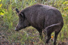 衡南县林业局开展野猪危害防控调查工作