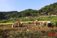 志愿者助力秋收 颗粒归仓暖人心