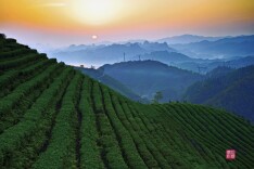 2025湖南茶叶高质量发展“十强县（市）”沅陵县：一叶碣滩起 千年茶韵新