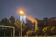 常德马路被“飞蛾”占据？系蜉蝣，对人体无害！大量出现证明附近水质较好……