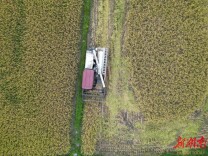 金秋时节稻谷黄 稻田测产验收忙