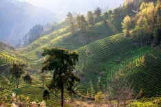 2025湖南茶叶高质量发展“十强县（市）”保靖县：千年黄金叶 今朝富民业