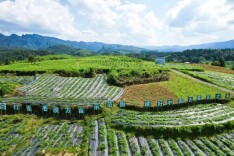 2025湖南茶叶高质量发展十强县（市）永顺县：藤叶生金 润泽满溪洲