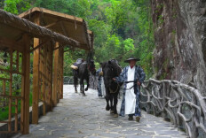 茶马秘境重启引客来