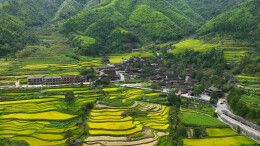 图片新闻 | 绥宁：稻浪翻金映梯田 苗乡侗寨收割忙