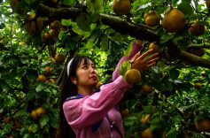 光影中方 | 金秋时节庆丰收，硕果盈枝香满园