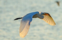 秋晓鹭影：一封来自浅滩的“独美”申请