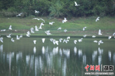 湖南多措并举筑牢鸟类保护安全屏障