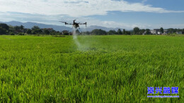 无人机助力秋粮冲刺！资兴市启动晚稻“一喷多促” 专项行动