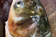 科普一下｜吃鱼脑可以补脑，要多吃鱼脑？