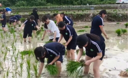 金色稻浪映青春 实践课堂结硕果——中方职中涉农专业实训基地喜获丰收