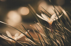 真正的善行，不求人知