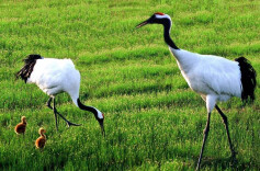 三只人工繁育丹顶鹤亮相湘潭 我省首次实现丹顶鹤人工多只孵化