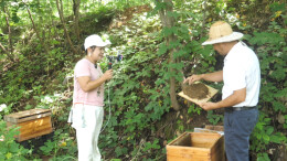 石门夹山镇：小蜜蜂酿出乡村振兴“甜蜜事业”