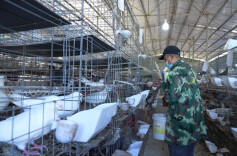 临武南强镇油麻村：小鸽子“孵”出致富大产业