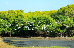 三湘时评｜南海生态保护的“关键落子”