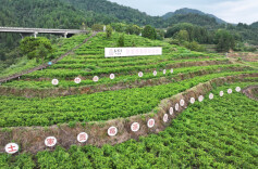 2025湖南茶叶高质量发展“十大品牌”张家界莓茶：武陵一藤牵百业 茶香漫过万重山
