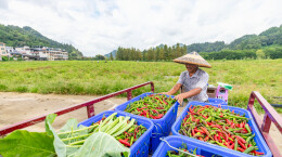 组图 | 吉首市：抢收辣椒备轮作