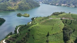 2025湖南茶叶高质量发展“十强县（市）” 安化：一片黑茶润千年，三产融合兴县域