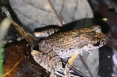 三湘时评丨深山蛙鸣，是对生态密码的求索