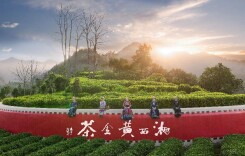 2025湖南茶叶高质量发展“十强县（市）” 吉首市：湘西深处茶香起，一叶带富一方人