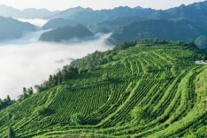 2025湖南茶叶高质量发展“十大品牌”古丈毛尖：在时间里沉香，在时代中生长