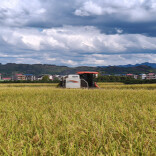 溆浦县双井镇：水稻迎丰收 机械化收割助力秋粮归仓