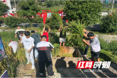 水稻丰收季 稻田变课堂——溆浦统溪河镇学校开展水稻收割劳动实践活动