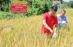 洞口县：硅藻菌肥赋能绿色水稻种植，筑牢大众健康饮食防线