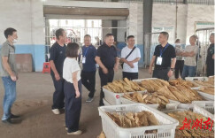 永顺县泽家镇烟叶收购工作平稳推进