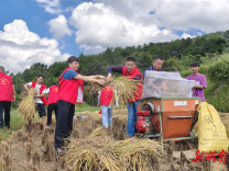 永顺县小溪镇：田间党旗红 秋收践初心