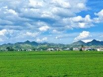 2025湖南茶叶高质量发展“十强县（市）”桃源县：一片茶叶富万家