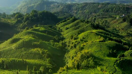 2025湖南茶叶高质量发展“十大品牌”韶山红：一片“韶山红”，一盏振兴茶