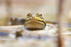青蛙现象：生于忧患，死于安乐