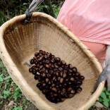 资兴：州门司镇三乐村 金秋板栗迎丰收