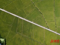 金秋收割忙！通道侗族自治县千亩制种水稻开启“丰收模式”