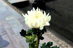 湘阴部门协作监管殡葬领域专项整治