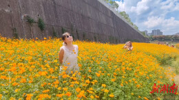 【福地怀化·懂你如家】怀化城区湖天小游园花海成热门打卡地