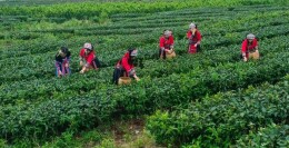 2025湖南茶叶高质量发展“十佳科技领军企业”常茶科技：千年茶香未尽，科技赋能新生