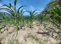 湖南生物机电职业技术学院：干群同心战干旱 齐心协力保秋收