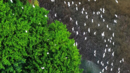 秋意渐浓，湖南迎来候鸟“回家”季