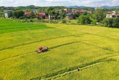 辛小湘丨湖南如何让丰收更有“高级感”